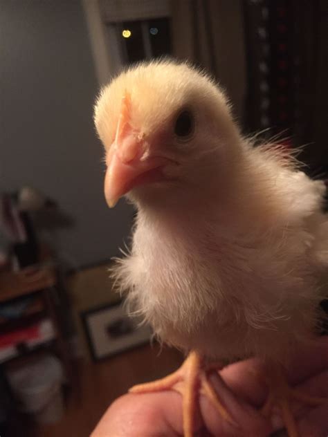 2 week old chick identification. Things To Know About 2 week old chick identification. 